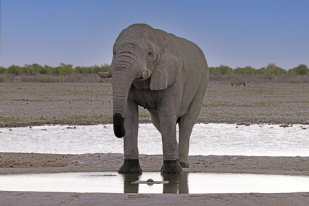 Picture of a drinking elephant at a waterhole in Etosha National Park in Namibia during the day in summerの写真素材