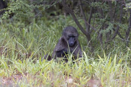 Picture of a single baboon sitting on an open meadow in Namibia during the dayの写真素材