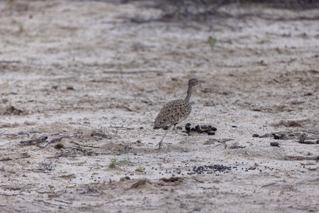 Picture of a meerkat carefully observing its surroundings in the Namibian Kalahari during the dayの写真素材