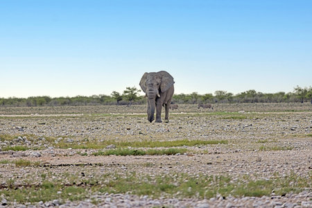 Picture of an elephant in Etosha National Park in Namibia during the day in summerの写真素材