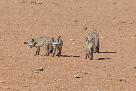 Picture of a group of fennecs on the edge of the Namib Desert in Namibia during the dayの写真素材