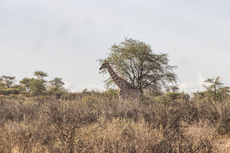 Picture of a giraffe in the Namibian savannah during the day in summerの写真素材