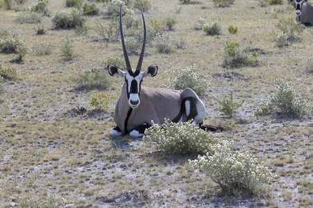 Picture of an Oryx antelope relaxing in the Namibian Kalahari during the dayの写真素材