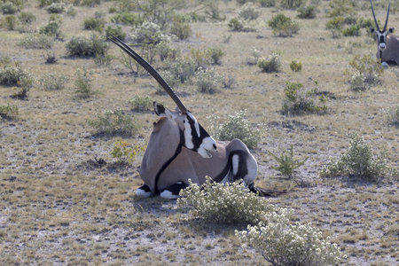 Picture of an Oryx antelope relaxing in the Namibian Kalahari during the dayの写真素材