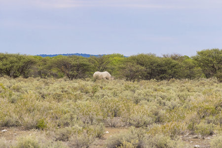 Picture of a rhino in the wild taken in the Namibian province of Waterberg during the dayの写真素材