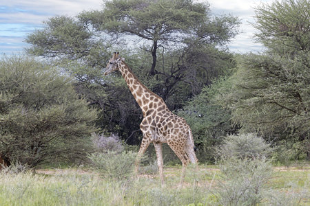 Picture of a giraffe in the Namibian savannah during the day in summerの写真素材
