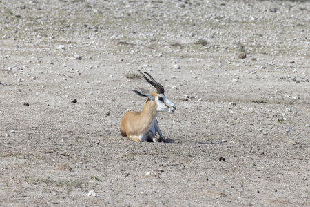 Picture of a springbok with horns in Etosha National Park in Namibia during the dayの写真素材