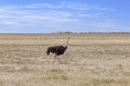 Picture of a running ostrich on open savannah in Namibia during the day in summerの写真素材