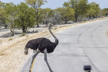 Picture of a running ostrich crossing a street in Etosha National Park in Namibia during the day in summerの写真素材