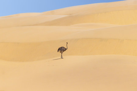 Picture of a running ostrich on a sand dune in Namib desert during the day in summerの写真素材