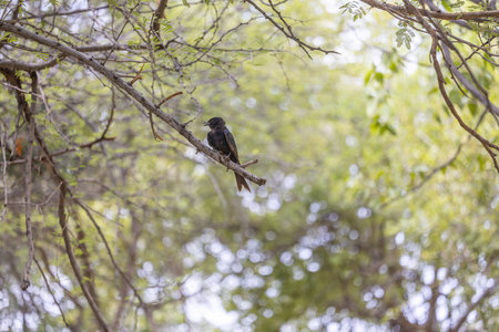 Picture of a drongo bird sitting on a branch in Etosha National Park during the dayの写真素材