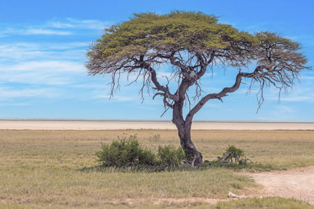 Picture of an acacia tree on a green meadow against a blue sky in Etosha national park in Namibia during the day in summerの写真素材
