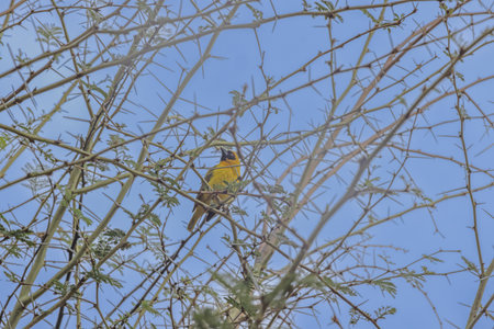 Picture of a colorful masker weaver bird sitting in grass in Namibia during the dayの写真素材
