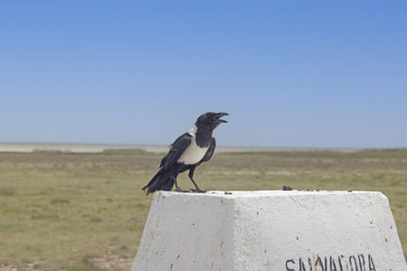 Picture of a single Schildraaf bird sitting on a white stone during daytimeの写真素材