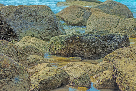 Close-up of overgrown stones on a sandy beach in daylight