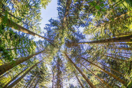 Vertical image of treetops in a dense green forest against the sky during the dayの写真素材