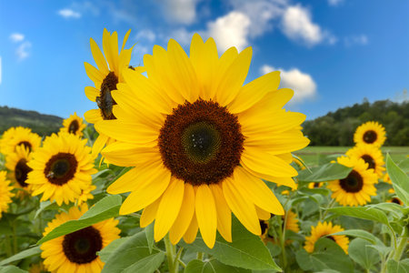 Panoramic image of a colorful field of sunflowers against a blue sky in summer
