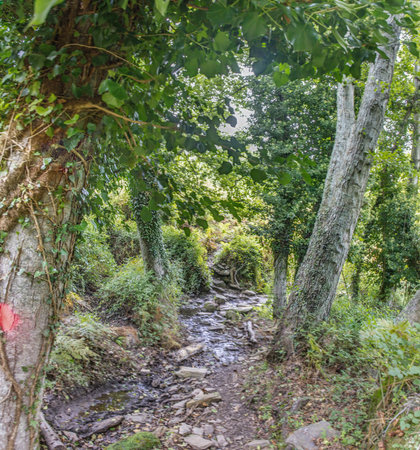 Forest trail with lush greenery, flowing stream, and sunlight filtering through the dense tree canopy in summerの写真素材
