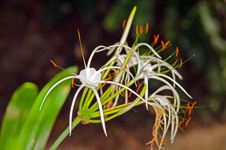 Close up of delicate white spider lily with intricate petals and lush green background in daylightの写真素材
