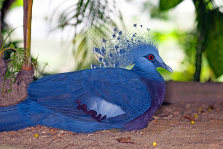 Victoria crowned pigeon resting in a lush tropical forest habitatの写真素材