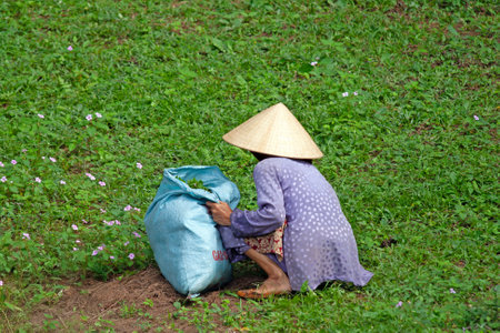 Vietnamese farmer collecting crops on a green field, wearing traditional conical hat during daytimeの写真素材