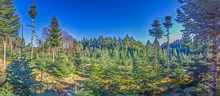 Christmas tree plantation in Odenwald with blue sky and young fir trees in sunlight in winter