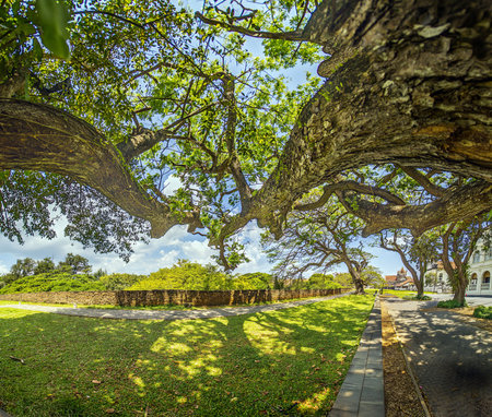 Panoramic view of colonial buildings in Galle Fort surrounded by trees during daytime