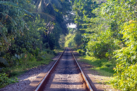 Railway tracks leading into dense green vegetation surrounded by tropical trees no people visible during daytimeの写真素材