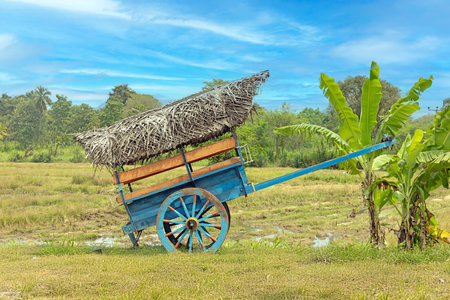 Blue traditional ox cart with thatched roof standing in a lush tropical field with no people visible in daylightの写真素材
