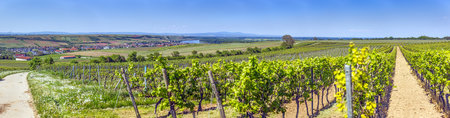 Sunny vineyard landscape with view over Nierstein and Rhine river during daytime