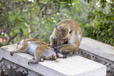 Wild toque macaque sitting on a wall in the jungle during daytime