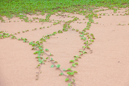 Green trails across sandy beach surface during daytimeの写真素材