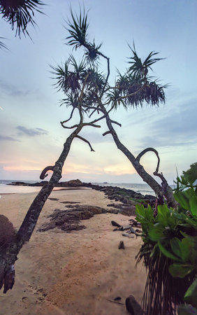 Palm trees silhouette on a rocky beach during colorful sunset in summerの写真素材