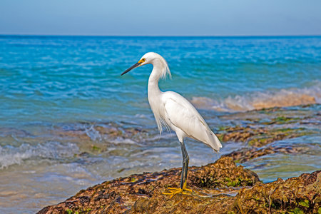Snowy egret bird stands in clear ocean water near shore with flowing wavesの写真素材