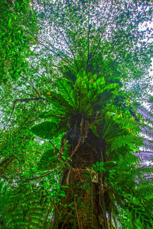 Massive rainforest tree covered in epiphytes and surrounded by dense jungle foliage in humid environment.の写真素材