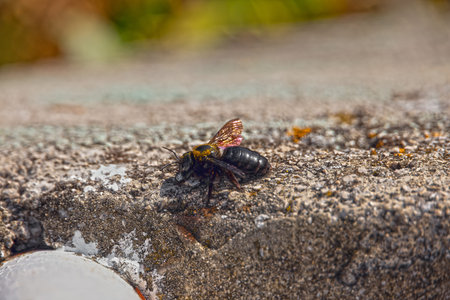 Macro of carpenter bee with shiny wings resting on stone surface in sunlight