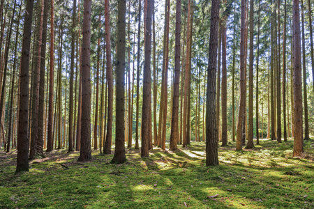 Bright pine forest with sunlight and moss covered ground in natural landscape