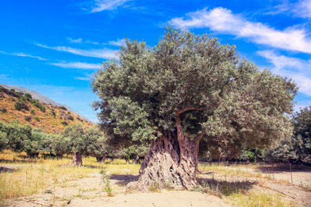 Large ancient olive tree in rural landscape of Crete under clear blue skyの写真素材