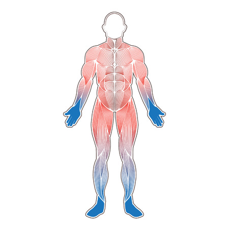 Human muscles coldのイラスト素材