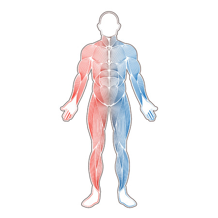 Human muscles two color Vector illustration.のイラスト素材