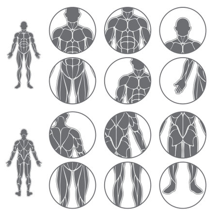 Human body muscles setのイラスト素材