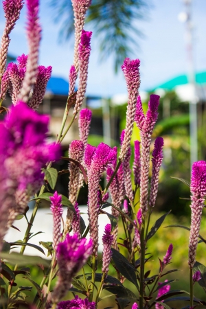 cockcombの写真素材