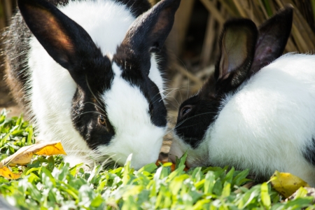 two rabbitの写真素材