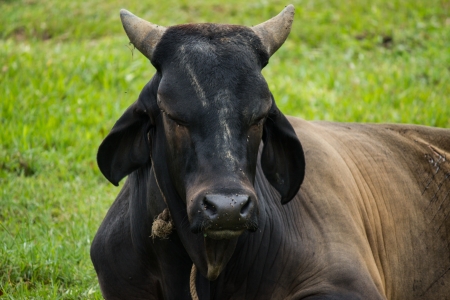 black cowの写真素材