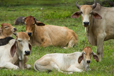 many cowsの写真素材