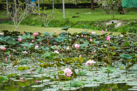 lotus in lakeの写真素材