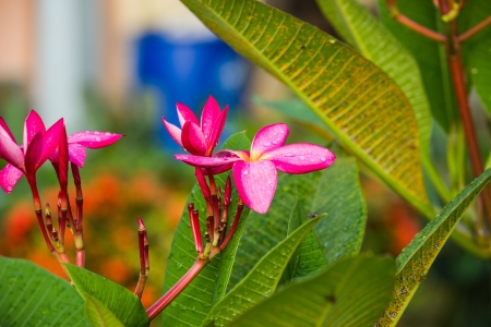 pink plumeria after rainnyの写真素材