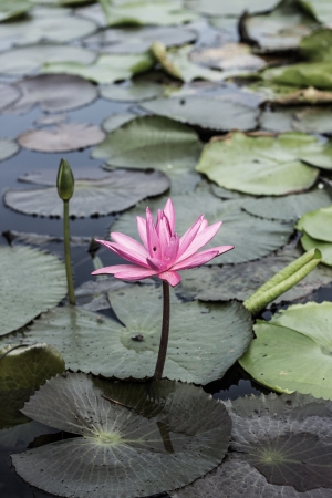 Pink lotus in lakeの写真素材