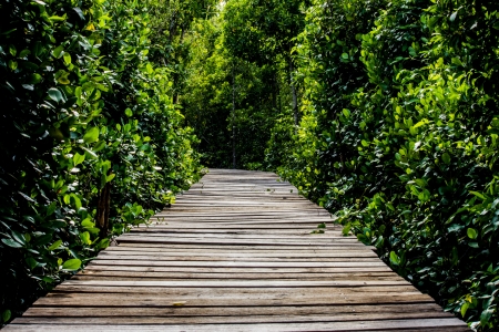 bridge to forestの写真素材