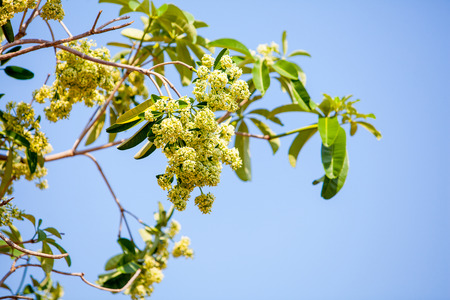 Devil flower , Alstonia scholarisの写真素材